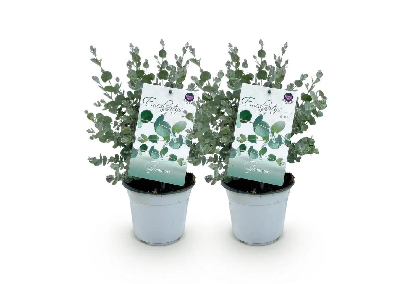 Exotenherz Eukalyptus gunnii 2er Set winterhart 14cm Topf - Bild 2
