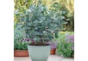Exotenherz Eukalyptus gunnii 2er Set winterhart 14cm Topf Bild 3