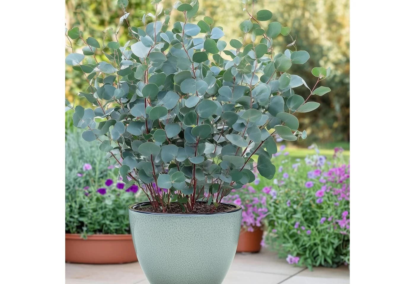 Exotenherz Eukalyptus gunnii 2er Set winterhart 14cm Topf - Bild 3