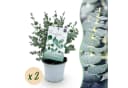 Exotenherz Eukalyptus gunnii 2er Set winterhart 14cm Topf Bild 4