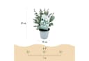 Exotenherz Eukalyptus gunnii 2er Set winterhart 14cm Topf Bild 5