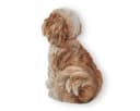 colourliving Shih Tzu Figur 22 cm Handbemalt Braun/Weiss Bild 1