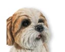 colourliving Shih Tzu Figur 22 cm Handbemalt Braun/Weiss Bild 3