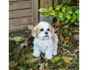 colourliving Shih Tzu Figur 22 cm Handbemalt Braun/Weiss Bild 5