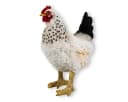 colourliving Deko Huhn Figur Weiß 35cm stehend Bild 2