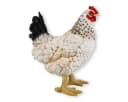 colourliving Deko Huhn Figur Weiß 35cm stehend Bild 4