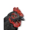 colourliving Gartendeko Huhn Figur Schwarz 35cm Bild 5