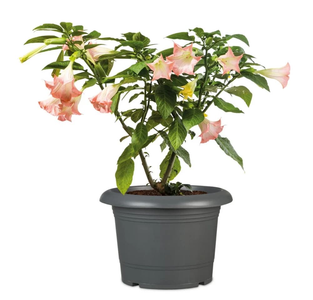 Scheurich Pflanzkübel Oliver Ø 50 cm metallic grau
