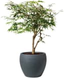 Scheurich Blumentopf 30/282 LINEO Schwarz Modern Bild 3