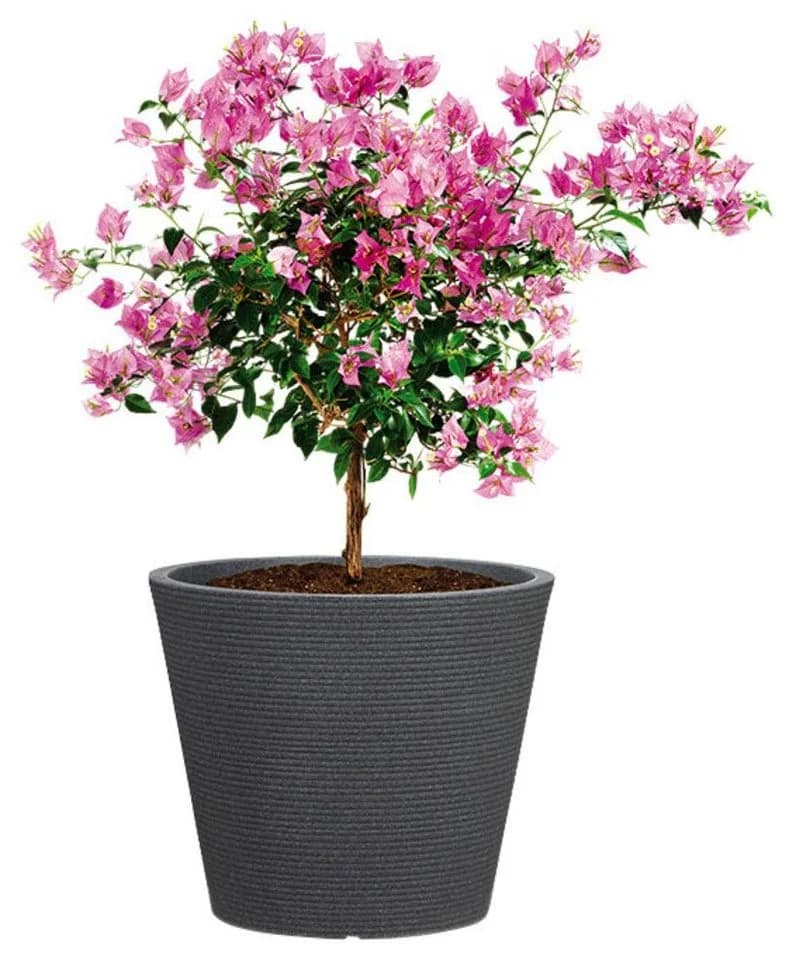 Scheurich Blumentopf CONEO 30 Schwarz Kunststoff - Bild 3