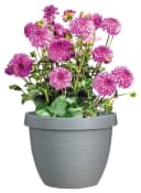 Scheurich Blumentopf COUNTRY STAR 48 Granitgrau mit Wasserreservoir Bild 3