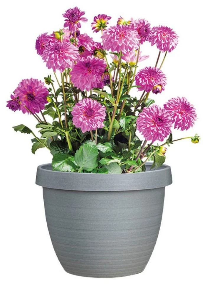 Scheurich Blumentopf COUNTRY STAR 48 Granitgrau mit Wasserreservoir - Bild 3