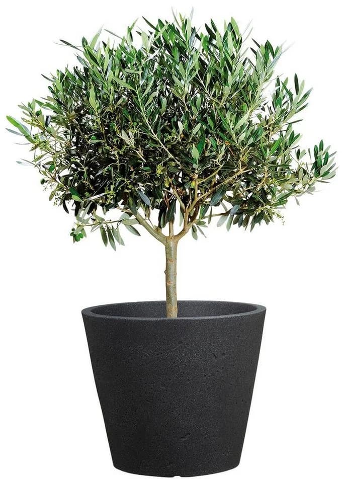 Scheurich Blumentopf 30/238 C-CONE 30 Schwarz Beton-Optik - Bild 3