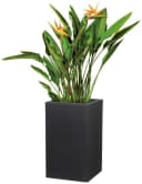 Scheurich Blumentopf 70/240 C-CUBE HIGH Schwarz Kunststoff Beton-Optik Bild 3