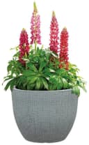 Scheurich BARCEO Blumentopf Grau Kunststoff Bild 3