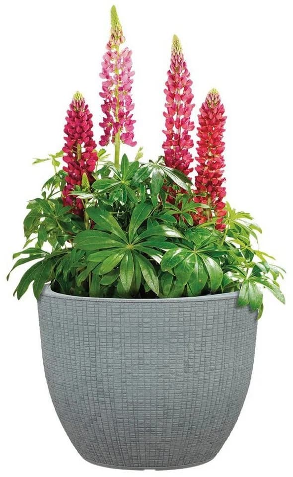 Scheurich BARCEO Blumentopf Grau Kunststoff - Bild 3