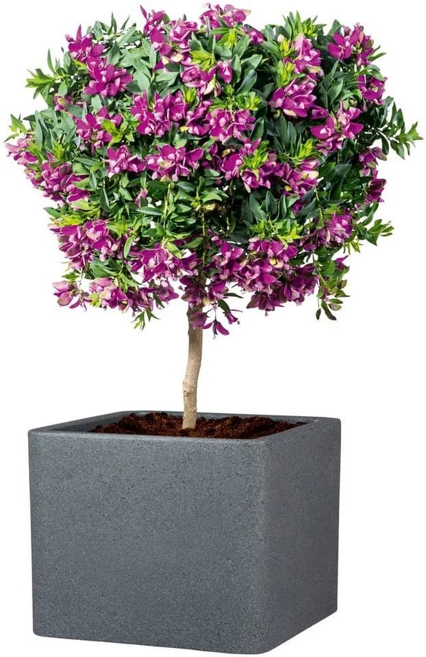 Scheurich Blumentopf ALEA UET Schwarz Kunststoff Beton-Optik