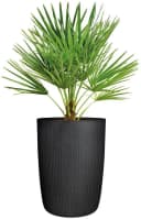 Scheurich Blumentopf Linetto High Schwarz Kunststoff Zylinder Bild 3