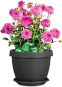 Scheurich Blumentopf Country Star 40 Set 3 St. mit Untersetzern Bild 3