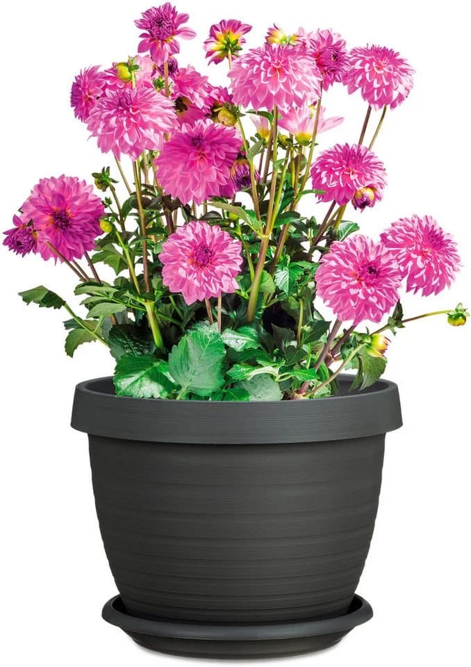 Scheurich Blumentopf Country Star 40 Set 3 St. mit Untersetzern - Bild 3