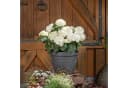 Scheurich Blumentopf Country Star 40 Set 3 St. mit Untersetzern Bild 4