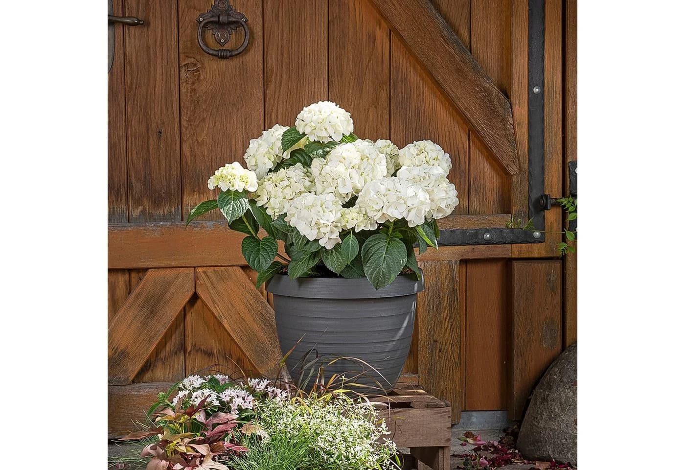 Scheurich Blumentopf Country Star 40 Set 3 St. mit Untersetzern - Bild 4