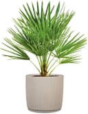 Scheurich Pflanzkübel Linetto Kunststoff Bild 1