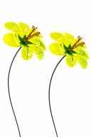 finehomegarden Gartenstecker Sonnenfänger Ringelblume 2er Set grün Bild 2
