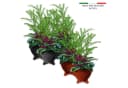 BigDean Blumentopfuntersetzer 12x Füßchen Anthrazit - Robust & UV-resistent Bild 3