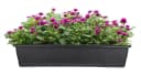 BigDean Balkonkasten Blumenkasten 3er Set mit Untersetzer UV-beständig Bild 4
