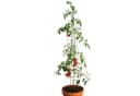 Bellissa Tomatenturm Rankhilfe 120 cm Verzinkt Silber Bild 4