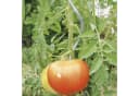 Bellissa Aluspirale Tomatenspirale Silber 180 cm Bild 4