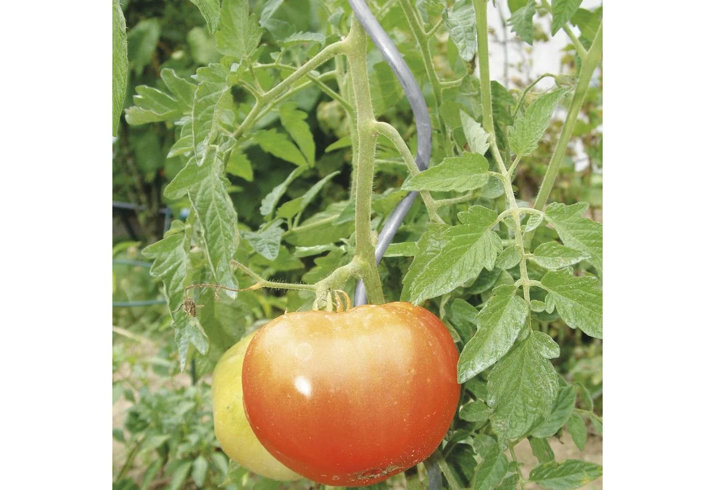 Bellissa Aluspirale Tomatenspirale Silber 180 cm - Bild 4