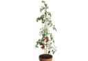 Bellissa Tomatenturm Rankhilfe 180 cm Verzinkt Bild 3