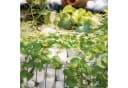 Bellissa Gabionen-Hochteich rund 160L PVC-Folie Bild 4