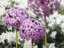 Paulslandhaus Dekokugel Pflanzstecker Allium Lila Grün Metall Gartenstecker Bild 2