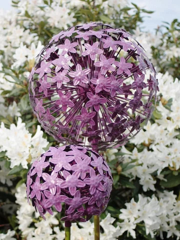 Paulslandhaus Dekokugel Pflanzstecker Allium Lila Grün Metall Gartenstecker - Bild 3