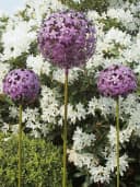 Paulslandhaus Dekokugel Pflanzstecker Allium Lila Grün Metall Gartenstecker Bild 5