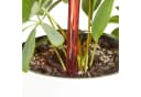relaxdays Bewässerungskugeln 12er Set Rot PVC Tropfer Bild 1