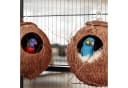 relaxdays Vogelhaus Kokosnuss 2er Set Natur/Silber Bild 1