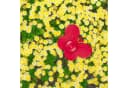 relaxdays Sprinkler Blume 6er Set Bunt Bild 3