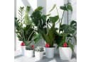 relaxdays Bewässerungssystem Tonspitzen 4er Set Rot Keramik Bild 5