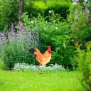 relaxdays Gartenfigur Hahn Braun Rot Gelb Polyresin Bild 1