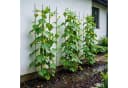 relaxdays Rankgitter Set 2er Pack Schwarz Stahl Garten Bild 5