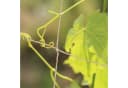 relaxdays Ranknetz Jute Natur für Kletterpflanzen Bild 1