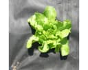 HaGa Unkrautvlies GARTENVLIES 50g/m² 1,2m x 10m UV-stabilisiert Bild 4