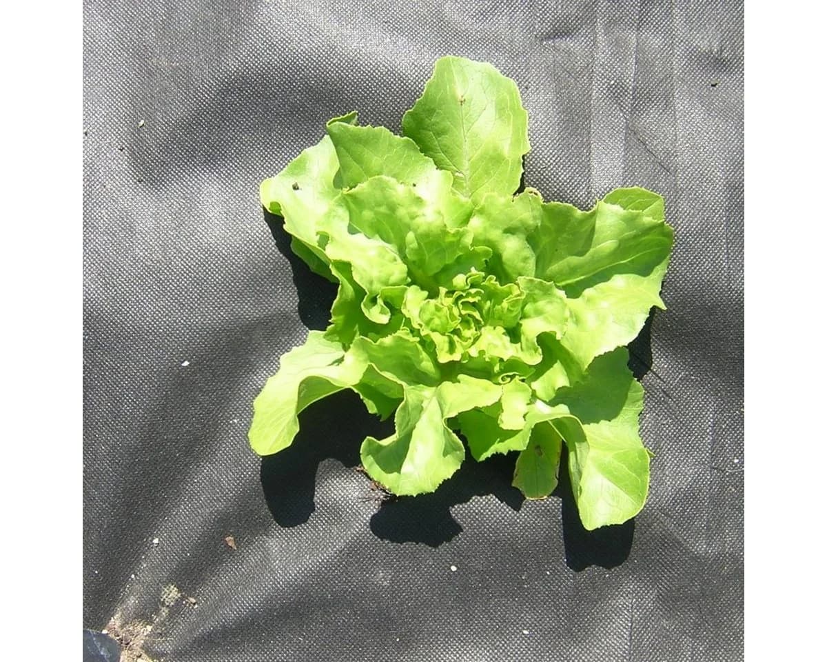HaGa Unkrautvlies Gartenvlies UV-stabilisiert 50g/m² - Bild 5
