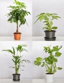 Garronda Blumentopf Set 3er Pack Weiß Kunststoff Bild 4