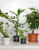 Garronda Blumentopf Set 3er Pack Weiß Kunststoff Bild 5