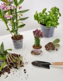 Garronda Blumentopf Transparent 10er Pack Klassisch Bild 4
